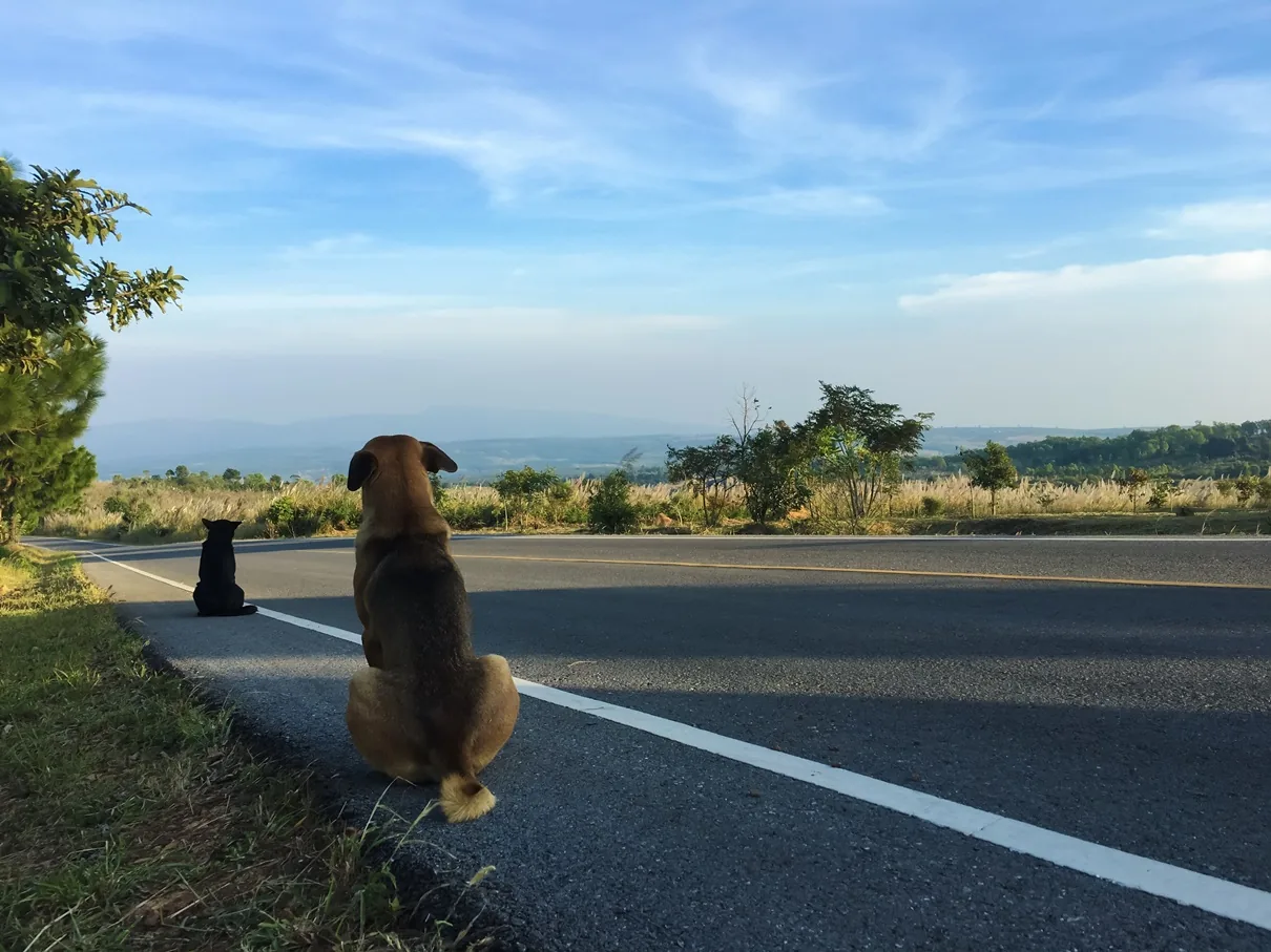 Read more about the article Asphalt & Dogs