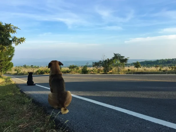 dogs